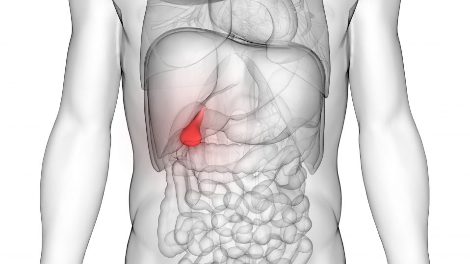 gallbladder