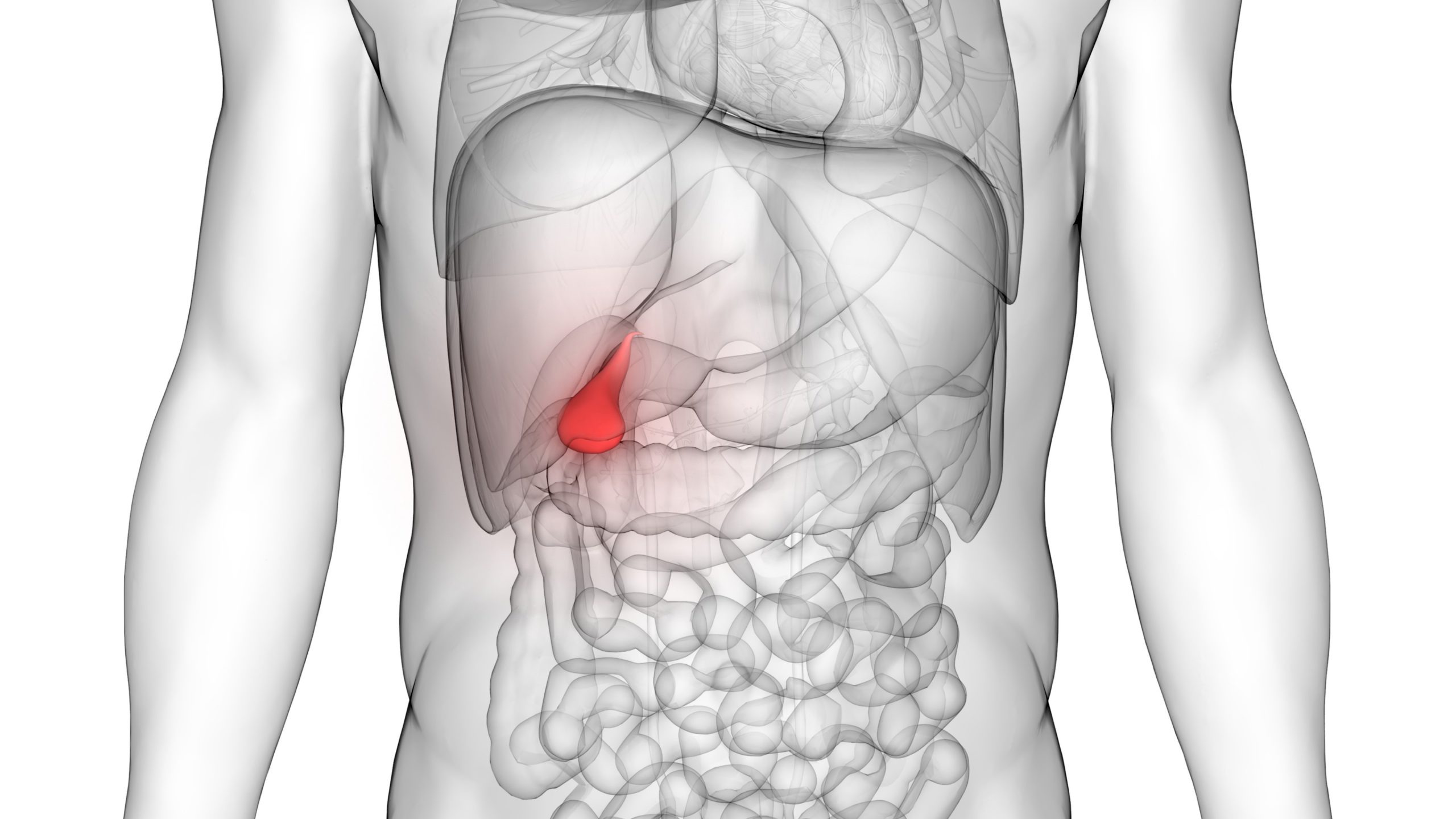gallbladder gallbladder