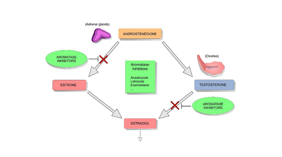 hormone therapy