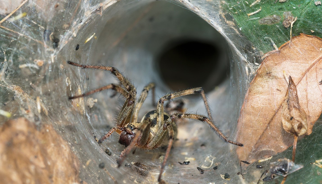 Deadly Australian Arachnid ft Australian funnel web spider