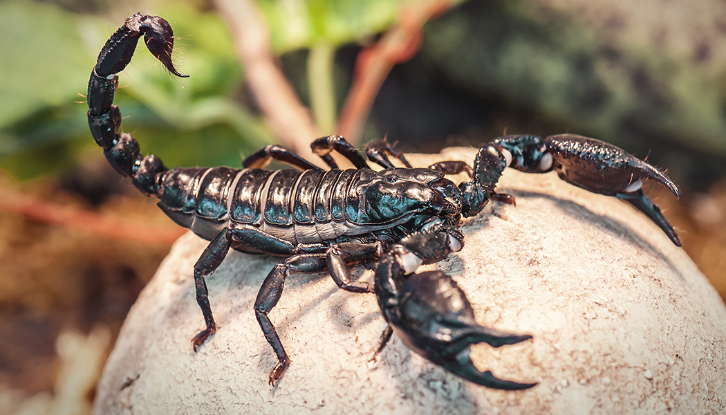 scorpion venom brain cancer scorpion venom brain cancer